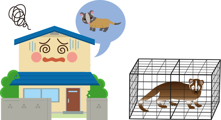 ハクビシン被害イメージ